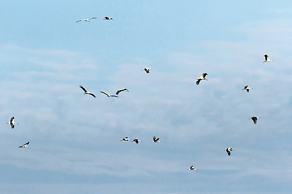 포토 JPG 해외이미지 동물 구름 계절 실루엣 호수 야생동물 바다 백그라운드 날개 모션 자연 벽지 조류 하늘 풍경 사람없음 야외 빨간색 여름 파란색 빛 태양 일출 검은색 일몰 봄 자유 흰색 그룹 깃털 생태계 내추럴 동물상 무료 많음 해외202004 해외포토 자연요소 컬러 컨셉 촬영기법 조형물 노을 파일형식 이미지허브