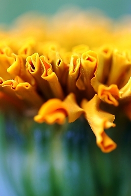 포토 JPG 해외이미지 식물 계절 꽃잎 꽃 백그라운드 꽃무늬 패턴 오렌지 자연 벽지 사람없음 야외 장식 초록색 컬러풀 약 노란색 정원 봄 벚꽃 시골 신선 그룹 허브 싱글 꽃가루 금잔화 강렬 멀티 해외202004 해외포토 컬러 무늬 과일 의학 가루 생태계 파일형식 이미지허브