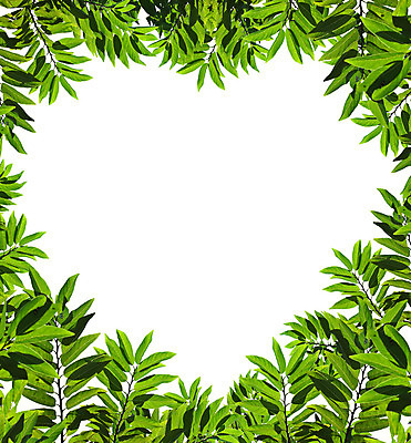 포토 JPG 해외이미지 모양 식물 선 줄기 백그라운드 컨셉 잎 패턴 농업 벽지 하늘 표면 추상 발렌타인데이 사랑 미술 사람없음 초록색 우주 봄 줄무늬 흰색 하트 신선 닫기 허브 묘사 에코 질감 서식 시트 제비 내추럴 광합성 생태학 많음 해외202004 해외포토 계절 교육 감정 산업 컬러 무늬 모션 데이이벤트 조류 문화예술 환경 파일형식 이미지허브