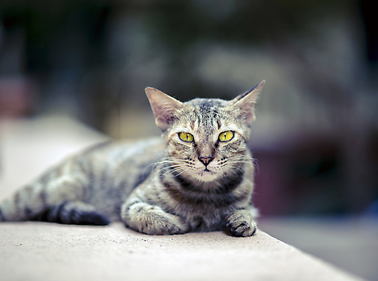 포토 JPG 해외이미지 동물 벽 백그라운드 컨셉 의자 오렌지 포유류 탁자 휴식 수염 주택 털 실내 성인 사람없음 내부 가로 반려동물 노란색 머리 검은색 고양이 줄무늬 바위 입 큼 가죽 불안 귀 얼룩무늬 솜털 주둥이 거짓말 총구 혼란 해외202004 해외포토 감정 컬러 가구 무늬 과일 사람 건물 신체부위 돌_바위 크기 파일형식 이미지허브