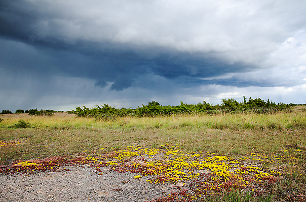 포토 JPG 해외이미지 식물 구름 꽃 잎 꽃무늬 자연 날씨 스웨덴 풍경 사람없음 야외 초록색 여름 컬러풀 노란색 어둠 들꽃 세계문화유산 벚꽃 개화 작음 6월 내추럴 나쁜 해외202004 해외포토 자연요소 계절 컬러 무늬 북유럽 문화재 날짜 크기 생태계 파일형식 이미지허브