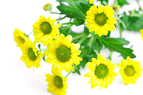 포토 JPG 해외이미지 식물 꽃잎 꽃 줄기 백그라운드 잎 꽃무늬 패턴 오렌지 자연 사람없음 장식 초록색 세트 노란색 머리 우주 디지털 봄 활발 흰색 그룹 변화 정상 수집 오브젝트 싱글 데이지 합성 고립 멀티 줄서기 캐모마일 많음 해외202004 해외포토 계절 컬러 컨셉 무늬 과일 모션 신체부위 허브 생태계 파일형식 이미지허브