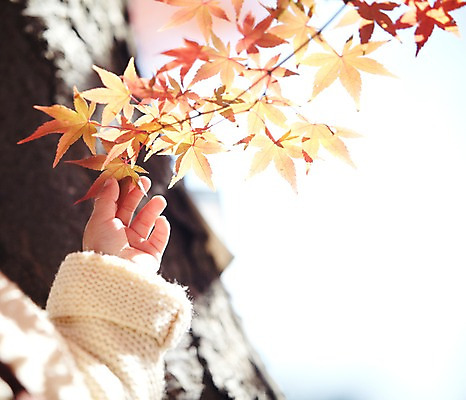 포토 JPG 주간 나무 식물 손 계절 단풍 자연 나뭇잎 한손 한국 한명 사람 동양인 풍경 근접촬영 야외 아웃포커스 신체부위 가을풍경 한국인 가을 아기 경주 잡기 경상북도 경상도 아기만 국내포토 자연요소 1 아시아 뷰포인트 잎 모션 촬영기법 인종 생태계 파일형식 가을_계절