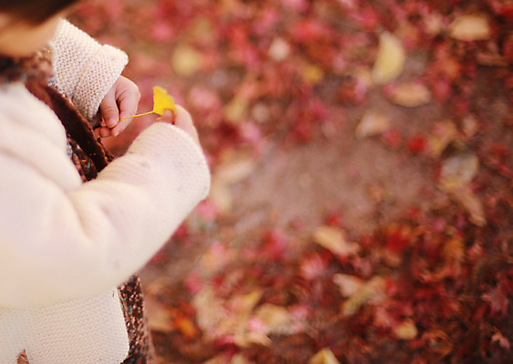 포토 JPG 주간 식물 계절 단풍 낙엽 자연 나뭇잎 한국 한명 들기 사람 동양인 풍경 근접촬영 상반신 야외 아웃포커스 가을풍경 한국인 가을 아기 경주 경상북도 경상도 은행잎 여자만 여자한명만 아기만 여자아기만 여자아기한명만 국내포토 자연요소 1 아시아 뷰포인트 잎 모션 촬영기법 인종 생태계 파일형식 가을_계절