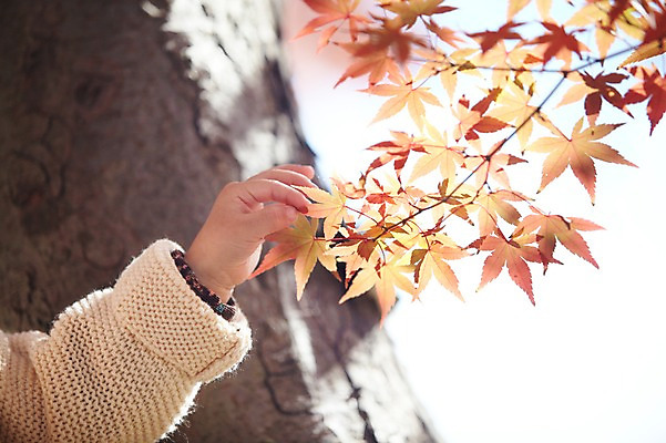 포토 JPG 주간 나무 식물 손 계절 단풍 낙엽 자연 나뭇잎 한손 한국 한명 사람 동양인 풍경 근접촬영 야외 아웃포커스 신체부위 가을풍경 한국인 가을 아기 경주 잡기 경상북도 경상도 아기만 국내포토 자연요소 1 아시아 뷰포인트 잎 모션 촬영기법 인종 생태계 파일형식 가을_계절
