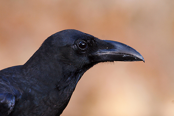 포토 JPG 해외이미지 동물 아시아 야생동물 태국 자연 조류 동양인 사람없음 닫기 까마귀 내추럴 해외202004 해외포토 나라 모션 인종 생태계 파일형식 이미지허브