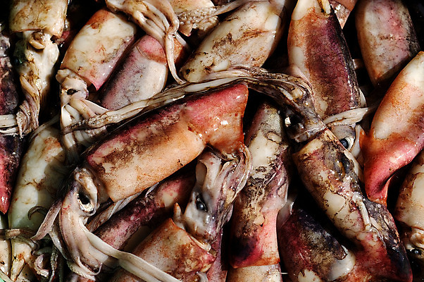 포토 JPG 해외이미지 음식 바다 재료 잉크 어류 요리 사람없음 빨간색 시장 해산물 오징어 날것 해외202004 해외포토 컬러 연체동물 수중동물 파일형식 이미지허브