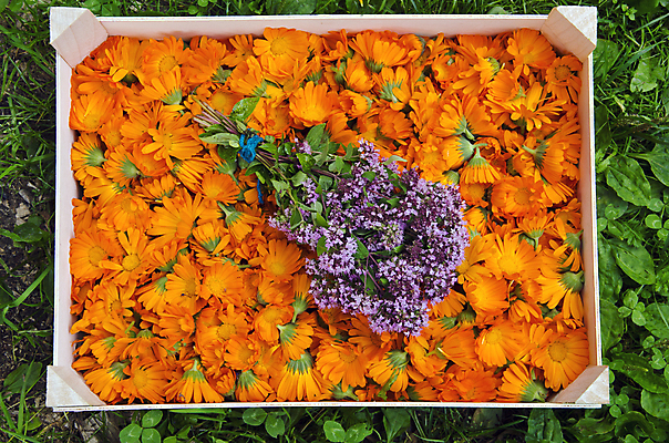 포토 JPG 해외이미지 식물 꽃 꽃다발 백그라운드 잎 채소 오렌지 재료 건강 사람없음 초록색 약 노란색 벚꽃 시골 신선 양념 맛 먹기 허브 제비꽃 향신료 보따리 유기농 날것 향기 아로마 향 금잔화 오레가노 채식주의자 해외202004 해외포토 웰빙 컬러 컨셉 과일 의학 모션 채식 냄새 향미료 파일형식 이미지허브