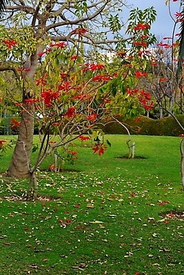 포토 JPG 해외이미지 나무 식물 공원 잎 채소 손바닥 풍경 사람없음 목재 초록색 평화 가을 스페인 명상 부드러움 안달루시아 해외202004 해외포토 손 계절 공공시설 유럽 컬러 컨셉 재료 감각 파일형식 이미지허브