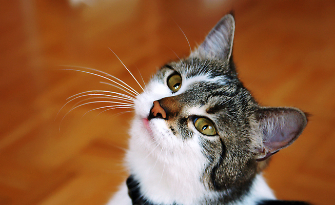 포토 JPG 해외이미지 식물 동물 응시 포유류 털 실내 사람없음 가로 반려동물 머리 고양이 줄무늬 방 흰색 닫기 모피 묘사 호기심 노려봄 해외202004 해외포토 시선 감정 컬러 컨셉 무늬 모션 표정 내부 신체부위 파일형식 이미지허브