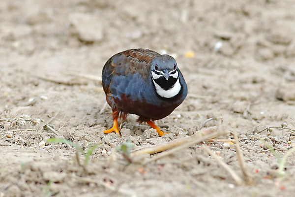 포토 JPG 해외이미지 나무 동물 여자 남자 아시아 얼굴 야생동물 백그라운드 태국 자연 조류 사람없음 야외 목재 가로 초록색 파란색 컬러풀 머리 환경 나뭇가지 막대기 닫기 숲 깃털 꼬리 부리 서식지 메추리 생태학 해외202004 해외포토 식물 교육 나라 컬러 재료 모션 사람 신체부위 생태계 파일형식 이미지허브