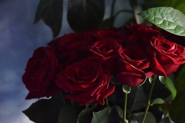 포토 JPG 해외이미지 꽃 꽃다발 꽃무늬 발렌타인데이 사랑 사람없음 빨간색 초록색 장미 벚꽃 날짜 열정 제안 주목 해외202004 해외포토 식물 감정 컬러 무늬 데이이벤트 파일형식 이미지허브