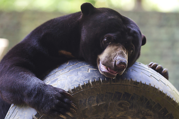 포토 JPG 해외이미지 나무 동물 응시 아시아 야생동물 캐나다 곰 포유류 자연 생물 털 동물원 종류 동양인 사람없음 옆모습 햇빛 태양 갈색 검은색 잠 입 치아 숲 큼 열대우림 싱글 낮잠 심플 인도네시아 육식동물 멸종 꿀 남쪽 총구 해외202004 해외포토 자연요소 식물 시선 나라 뷰포인트 컬러 북아메리카 인종 신체부위 소화기관 크기 방향 생태계 파일형식 이미지허브