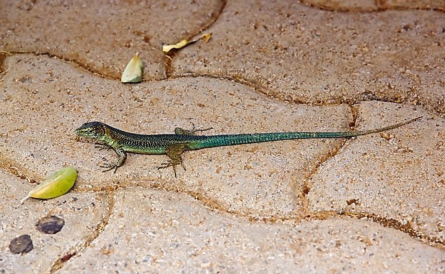 포토 JPG 해외이미지 동물 잎 파충류 사람없음 빛 와인 도시 도마뱀 다이아몬드 시트 땅바닥 해외202004 해외포토 식물 바닥 주류 보석 파일형식 이미지허브