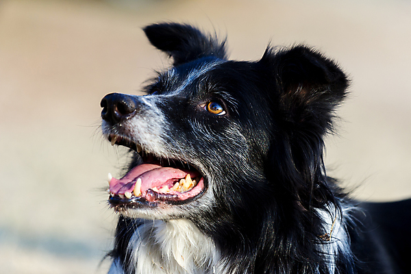 포토 JPG 해외이미지 동물 1 백그라운드 포유류 자연 사람 사람없음 반려동물 갈색 머리 검은색 흰색 개 강아지 슛 육식동물 송곳니 고립 기르기 유래 해외202004 해외포토 컬러 신체부위 치아 생태계 돌봄 파일형식 이미지허브