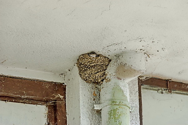 포토 JPG 해외이미지 동물 응시 계절 야생동물 벽 자연 조류 산 주택 병아리 사람없음 야외 초록색 여름 반려동물 마을 환경 검은색 펼침 회색 흰색 아기 둥지 배고픔 깃털 부리 점토 진흙 제비 불가리아 수유 옛날 해외202004 해외포토 시선 컬러 모션 사람 건물 생태계 파일형식 남유럽 이미지허브