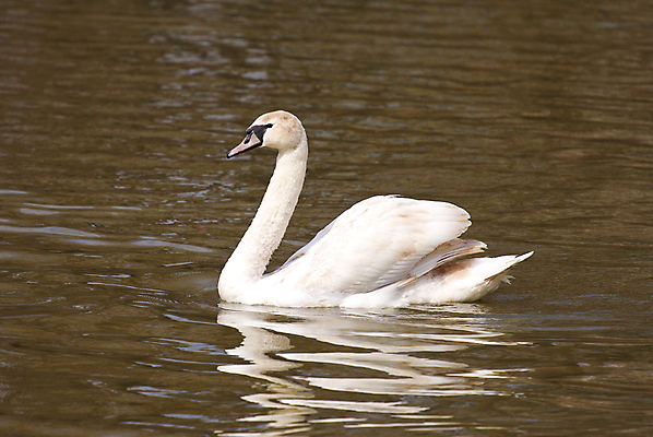 포토 JPG 해외이미지 동물 1 호수 자연 조류 사랑 사람없음 물 강 반사 수영 침묵 흰색 황무지 우아함 깃털 싱글 백조 장면 단아함 해외202004 해외포토 자연요소 감정 컬러 컨셉 소리 수상스포츠 생태계 파일형식 이미지허브