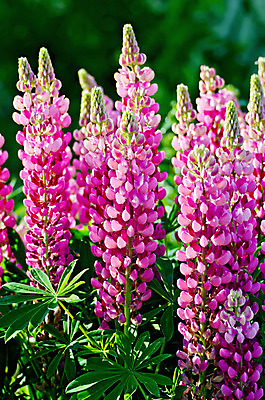 포토 JPG 해외이미지 식물 계절 꽃잎 꽃 줄기 분홍색 백그라운드 잎 꽃무늬 패턴 자연 사람없음 야외 세로 초록색 여름 머리 정원 성장 벚꽃 신선 개화 선택 원예 화단 장면 영원 해외202004 해외포토 컬러 컨셉 무늬 취미 신체부위 생태계 파일형식 이미지허브