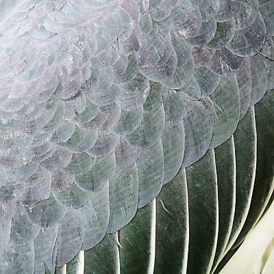 포토 JPG 해외이미지 동물 야생동물 백그라운드 날개 자연 조류 추상 사람없음 흰색 깃털 질감 황새 해외202004 해외포토 컬러 무늬 생태계 파일형식 이미지허브