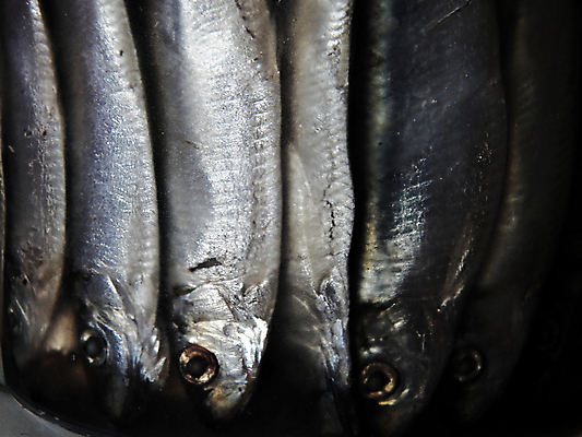 포토 JPG 해외이미지 동물 음식 바다 백그라운드 컨셉 어류 요리 사람없음 세로 빛 머리 어둠 금지 항아리 그룹 캔 보호 은색 작음 플라스틱 먹기 가득함 해산물 오브젝트 준비 싱글 날것 심플 수납 통조림 길이 절임 해외202004 해외포토 컬러 모션 재질 신체부위 수중동물 도자기 크기 파일형식 이미지허브