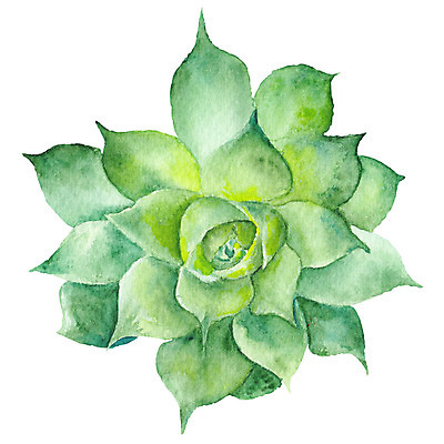 JPG 해외이미지 식물 잎 일러스트 붓터치 수채화 선인장 사람없음 사막 에코 클립 번짐 디테일 해외202004 해외일러스트 환경 파일형식 효과 이미지허브