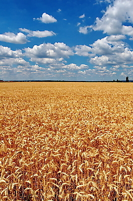 포토 JPG 해외이미지 식물 구름 계절 음식 밭 농업 자연 하늘 건조 건강 씨앗 풍경 사람없음 야외 여름 파란색 농작물 햇빛 태양 농장 노란색 수확 성장 시골 황금 땅 시리얼 밀 밀짚 내추럴 숙성 호밀 해외202004 해외포토 자연요소 산업 컬러 곡류 짚 생태계 파일형식 이미지허브