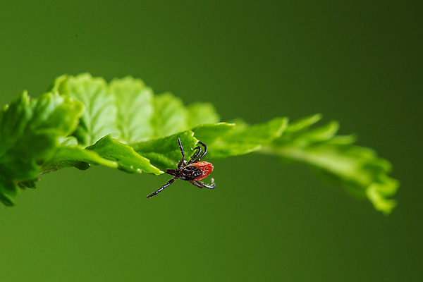 포토 JPG 해외이미지 동물 공원 잎 자연 사슴 매달리기 사람없음 야외 초록색 여름 정원 봄 외계인 기다림 닫기 위험 작음 유혹 묘사 생태계 생물학 오르기 전염 올가미 밀짚 녹색배경 수의사 토막 기생충 곡예사 해외202004 해외포토 식물 직업 계절 공공시설 교육 컬러 백그라운드 컨셉 포유류 모션 의사 미확인물체 바이러스 짚 질병 크기 감염 파일형식 이미지허브
