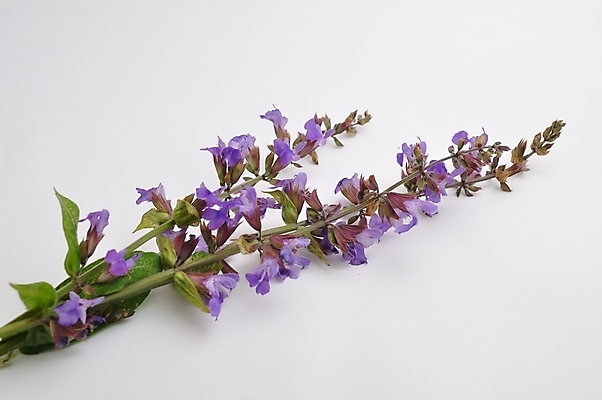 포토 JPG 해외이미지 꽃 건강 사람없음 약 건강관리 조미료 상품 세이지 해외202004 해외포토 식물 의학 관리 향미료 파일형식 이미지허브