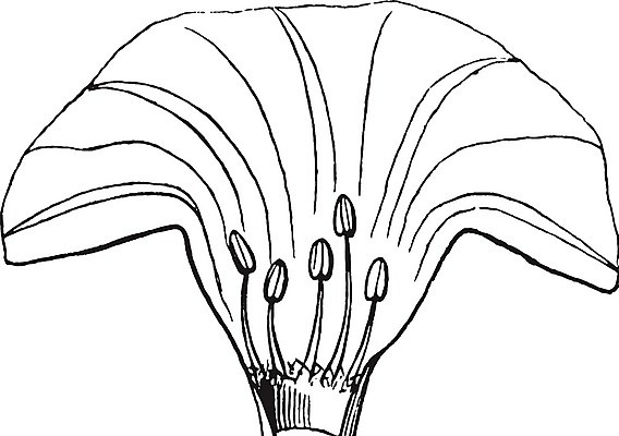 EPS 해외이미지 꽃 선 일러스트 아침 미술 검은색 수확 흰색 그림 판화 필라멘트 해외202004 영광군 해외일러스트 주간 식물 컬러 농업 문화예술 전라남도 파일형식 벡터 이미지허브