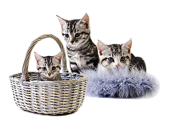 포토 JPG 해외이미지 동물 응시 새끼 백그라운드 주택 털 앉기 사람없음 가로 반려동물 귀여움 검은색 고양이 흰색 아기 달콤 작음 슛 육식동물 조립 고립 기르기 유래 해외202004 해외포토 시선 컬러 컨셉 포유류 모션 사람 건물 맛 크기 돌봄 파일형식 이미지허브