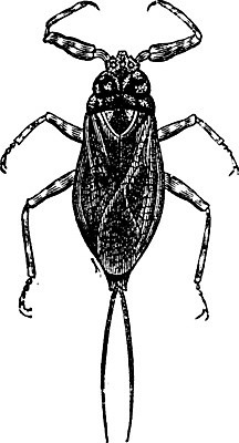 EPS 해외이미지 동물 야생동물 곤충 일러스트 자연 안테나 종류 미술 검은색 수확 골동품 성장 흰색 벌레 그림 생물학 판화 내추럴 옛날 포식 해외202004 해외일러스트 교육 컬러 농업 통신 문화예술 생태계 파일형식 벡터 이미지허브