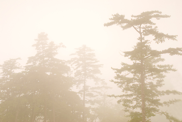 포토 JPG 해외이미지 나무 식물 디자인 계절 공원 실루엣 백그라운드 잎 자연 하늘 아침 날씨 그림자 미술 풍경 사람없음 야외 목재 여름 빛 평화 어둠 침묵 추위 안개 가을 나뭇가지 소나무 황무지 숲 신비 질감 장면 공상 마법 내추럴 뿌연 삼림지대 몽환 해외202004 해외포토 주간 공공시설 컨셉 재료 문화예술 촬영기법 소리 생태계 파일형식 이미지허브