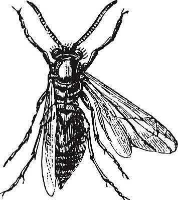 EPS 해외이미지 동물 야생동물 곤충 날개 일러스트 안테나 미술 목재 검은색 수확 골동품 흰색 해충 벌레 말벌 그림 판화 내추럴 옛날 취급주의 해외202004 해외일러스트 나무 컬러 농업 재료 통신 문화예술 경고 벌_곤충 파일형식 벡터 이미지허브