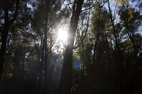 포토 JPG 해외이미지 나무 식물 계절 공원 실루엣 여행 백그라운드 잎 오렌지 자연 하늘 아침 휴가 손바닥 그림자 풍경 사람없음 야외 목재 초록색 물 여름 빛 컬러풀 햇빛 태양 갈색 노란색 환경 맑음 검은색 일몰 봄 광선 황금 숲 내추럴 파라다이스 해외202004 해외포토 주간 자연요소 손 공공시설 컬러 과일 재료 날씨 촬영기법 노을 생태계 파일형식 이미지허브