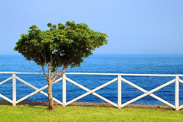 포토 JPG 해외이미지 나무 식물 계절 바다 잎 밭 자연 하늘 휴가 파노라마 풍경 사람없음 야외 초록색 물 여름 파란색 햇빛 태양 고독 땅 장면 내추럴 평야 해외202004 해외포토 자연요소 감정 컬러 농업 촬영기법 생태계 파일형식 이미지허브