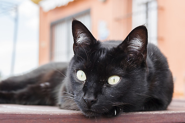 포토 JPG 해외이미지 동물 응시 남자 얼굴 컨셉 포유류 자연 휴식 생물 수염 털 서기 사람없음 반려동물 노란색 머리 검은색 고양이 어둠 표현 관찰 닫기 모피 콧수염 호기심 코 부드러움 솜털 노려봄 거짓말 미신 주목 해외202004 해외포토 시선 감정 컬러 모션 표정 사람 신체부위 감각 생태계 파일형식 이미지허브
