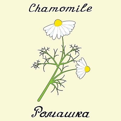 EPS 해외이미지 식물 영어 꽃잎 선 백그라운드 꽃무늬 일러스트 자연 건강 미술 약 봄 벚꽃 차 인쇄 스케치 수집 허브 그림 친환경 유기농 데이지 윤곽 내추럴 러시아인 바이오 캐모마일 레터링 해외202004 해외일러스트 서양인 문자 웰빙 계절 꽃 음료 무늬 의학 문화예술 환경 생태계 파일형식 벡터 이미지허브