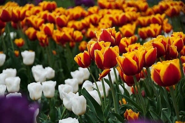 포토 JPG 해외이미지 식물 계절 공원 꽃 분홍색 꽃다발 백그라운드 잎 꽃무늬 밭 자연 하늘 풍경 사람없음 빨간색 초록색 여름 파란색 컬러풀 햇빛 태양 농장 노란색 정원 맑음 보라색 봄 활발 튤립 벚꽃 흰색 시골 신선 네덜란드 내추럴 해외202004 해외포토 자연요소 공공시설 유럽 컬러 컨셉 무늬 농업 날씨 생태계 파일형식 이미지허브