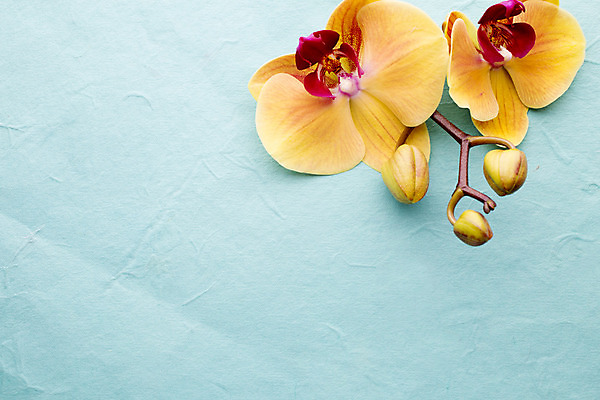 포토 JPG 해외이미지 식물 꽃잎 꽃 줄기 분홍색 백그라운드 자연 사람없음 노란색 스파 침묵 봄 난초 오브젝트 장면 해외202004 해외포토 계절 컬러 소리 생태계 파일형식 이미지허브