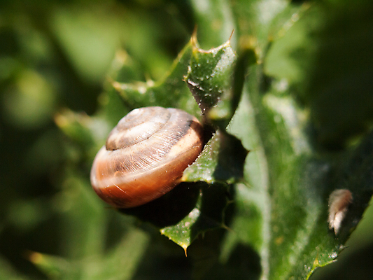 포토 JPG 해외이미지 식물 동물 야생동물 곤충 백그라운드 잎 모션 자연 연체동물 주택 나선형 사람없음 초록색 여름 갈색 정원 봄 젖음 수확 껍질 닫기 해충 싱글 달팽이 부드러움 덮기 느림 기어가기 고립 어려움 끈적임 해외202004 해외포토 계절 컬러 무늬 농업 무척추동물 건물 감각 벌레 생태계 파일형식 이미지허브