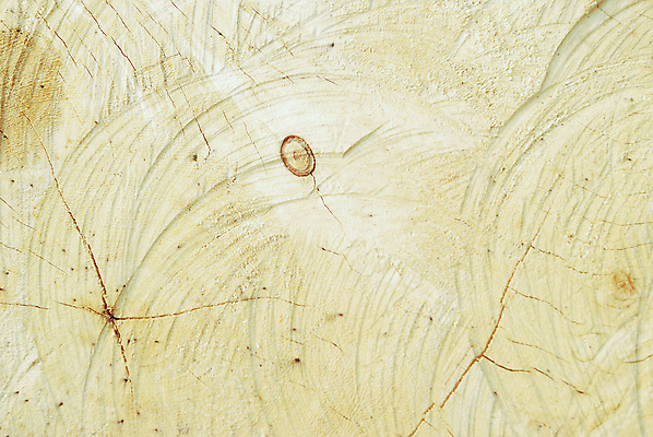 포토 JPG 해외이미지 외관 벽 가구 백그라운드 패턴 자연 벽지 탁자 표면 날씨 추상 바닥 주택 건조 사람없음 목재 장식 울타리 갈색 어둠 줄무늬 수확 판넬 얼룩 거친 널 목수 책상 질감 복고 나무바닥 목공예 내추럴 수목 옛날 파케트 해외202004 해외포토 나무 직업 컬러 생활용품 무늬 농업 재료 건물 담장 공예 생태계 파일형식 이미지허브