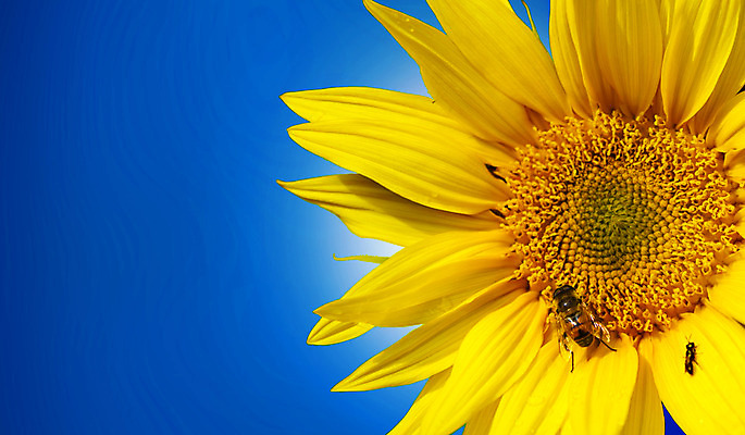 포토 JPG 해외이미지 식물 계절 꽃 곤충 백그라운드 꽃무늬 자연 해바라기 씨앗 사람없음 야외 초록색 여름 태양 노란색 정원 벚꽃 흰색 개화 수분 벌 꽃가루 내추럴 고립 해외202004 해외포토 자연요소 동물 컬러 무늬 가루 생태계 파일형식 이미지허브