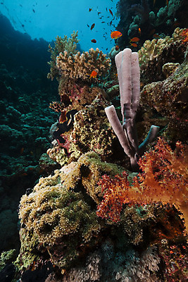 포토 JPG 해외이미지 식물 동물 모래 바다 백그라운드 자연 표면 어류 풍경 사람없음 물 파란색 컬러풀 햇빛 태양 바닷속 수중 광선 산호 아래 장면 암초 스펀지 깊이 소금물 이국적 침몰 파라다이스 해외202004 해외포토 자연요소 컬러 수중동물 자포동물 방향 생태계 위치 파일형식 이미지허브