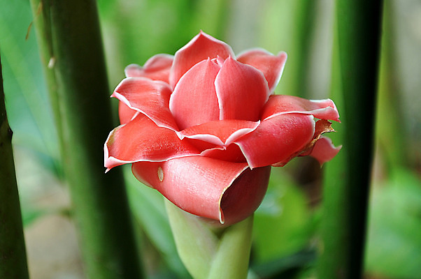 포토 JPG 해외이미지 나무 식물 꽃 분홍색 여행 잎 꽃무늬 과일 자연 씨앗 사람없음 빨간색 컬러풀 장미 정원 중국 성장 벚꽃 손전등 황무지 혼합 큼 수분 열대우림 생물학 하와이 포도나무 생강 아마존 해외202004 해외포토 교육 아시아 컬러 무늬 채소 조명 미국 숲 크기 과일나무 생태계 파일형식 이미지허브