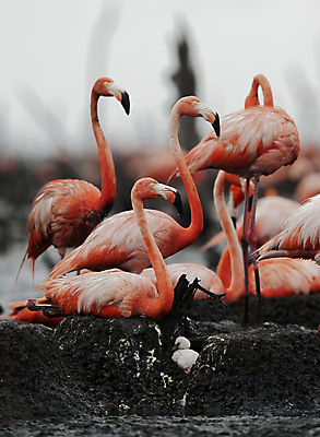 포토 JPG 해외이미지 동물 야생동물 분홍색 포즈 백그라운드 날개 자연 조류 종류 사람없음 옆모습 빨간색 물 머리 산책 활발 그룹 큼 플라밍고 깃털 부리 목 쿠바 진홍색 동물상 이국적 해외202004 해외포토 자연요소 뷰포인트 컬러 컨셉 휴식 신체부위 조형물 중앙아메리카 크기 생태계 파일형식 이미지허브