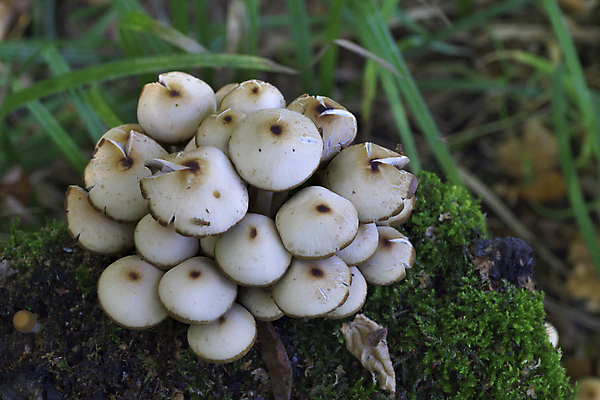 포토 JPG 해외이미지 나무 계절 자연 이끼 사람없음 여름 노란색 버섯 가을 숲 유기농 날것 곰팡이 그물버섯 해외202004 해외포토 식물 웰빙 컬러 생태계 파일형식 이미지허브