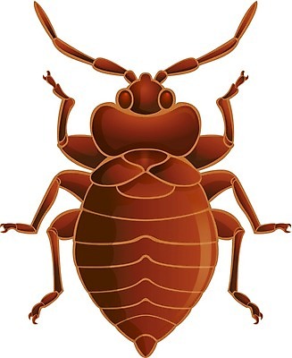EPS 해외이미지 동물 곤충 일러스트 미술 그래픽 컴퓨터 갈색 환경 침대 해충 벌레 질병 딱정벌레 심볼 사인 그림 길이 고립 테마 효과 해외202004 해외일러스트 컬러 가구 의학 문화예술 전자제품 파일형식 벡터 이미지허브