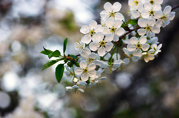 포토 JPG 해외이미지 나무 식물 계절 공원 꽃 문화 백그라운드 잎 꽃무늬 자연 하늘 부활절 새로움 사람없음 야외 장식 초록색 파란색 빛 컬러풀 태양 정원 일본 맑음 봄 성장 벚꽃 흰색 나뭇가지 신선 개화 체리 묘사 자두 내추럴 살구 해외202004 해외포토 자연요소 공공시설 기념일 아시아 컬러 컨셉 무늬 과일 날씨 생태계 파일형식 이미지허브