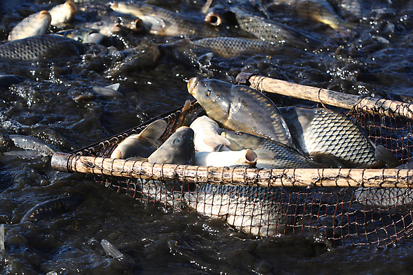 포토 JPG 해외이미지 산업 문화 성공 낚시 어류 사람없음 물 쌓기 잡기 그물 그룹 큐피드 흙더미 잉어 민물 생존 해외202004 해외포토 자연요소 컨셉 모션 레저 수중동물 흙 파일형식 더미 이미지허브