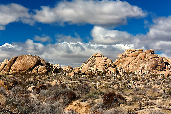 포토 JPG 해외이미지 나무 식물 공원 모래 자연 하늘 선인장 손바닥 풍경 사람없음 야외 관광지 햇빛 사막 숲 캘리포니아 지질학 해외202004 해외포토 손 공공시설 교육 여행 태양 미국 생태계 파일형식 이미지허브